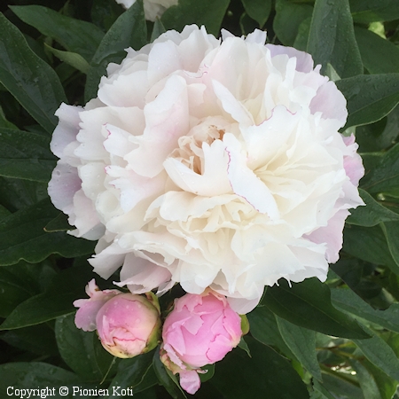 Paeonia lactiflora 'Catharina Fontijn'